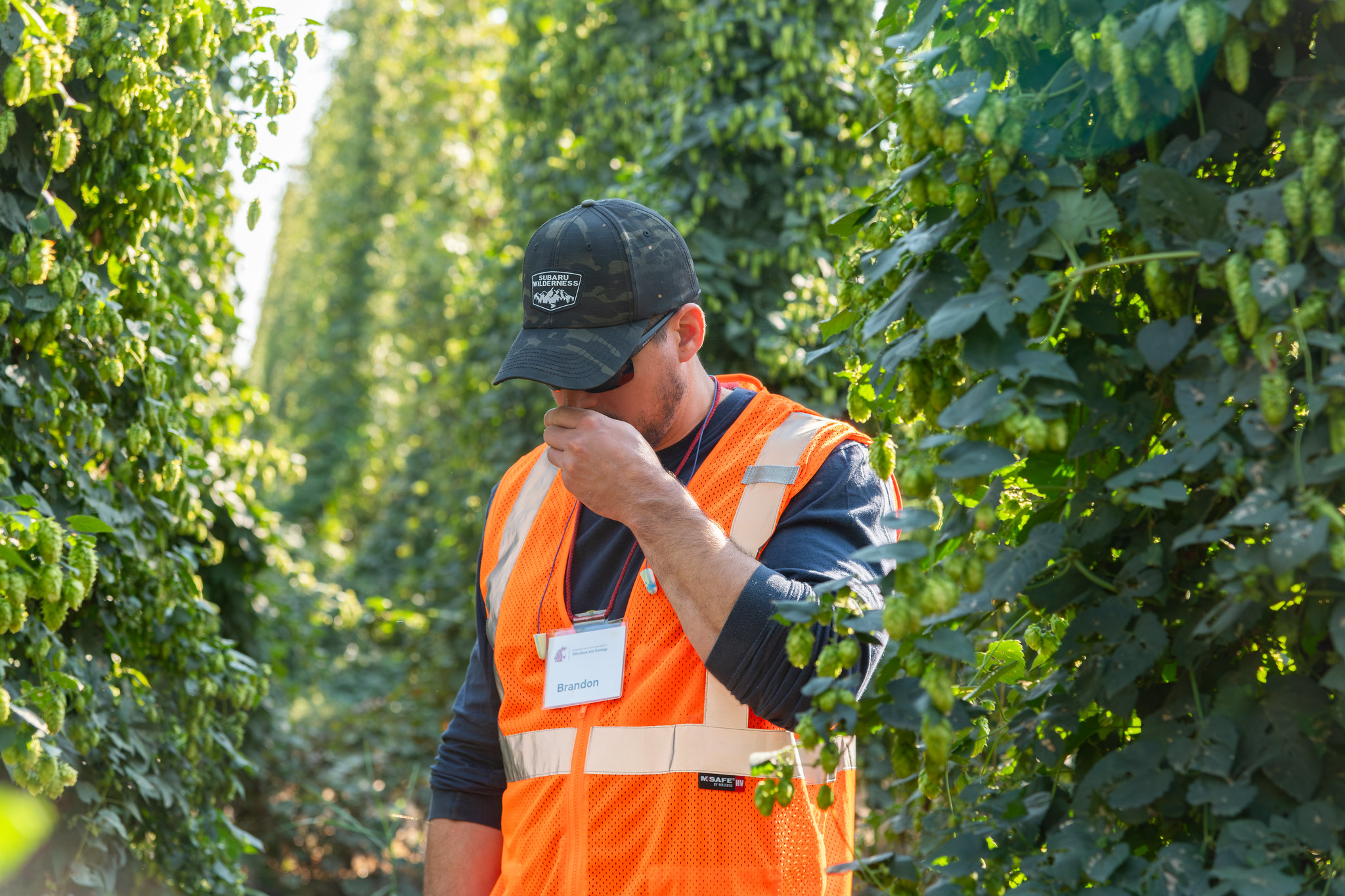 Man putting his hand up to his nose to smell hops in the middle of a hop farm.
