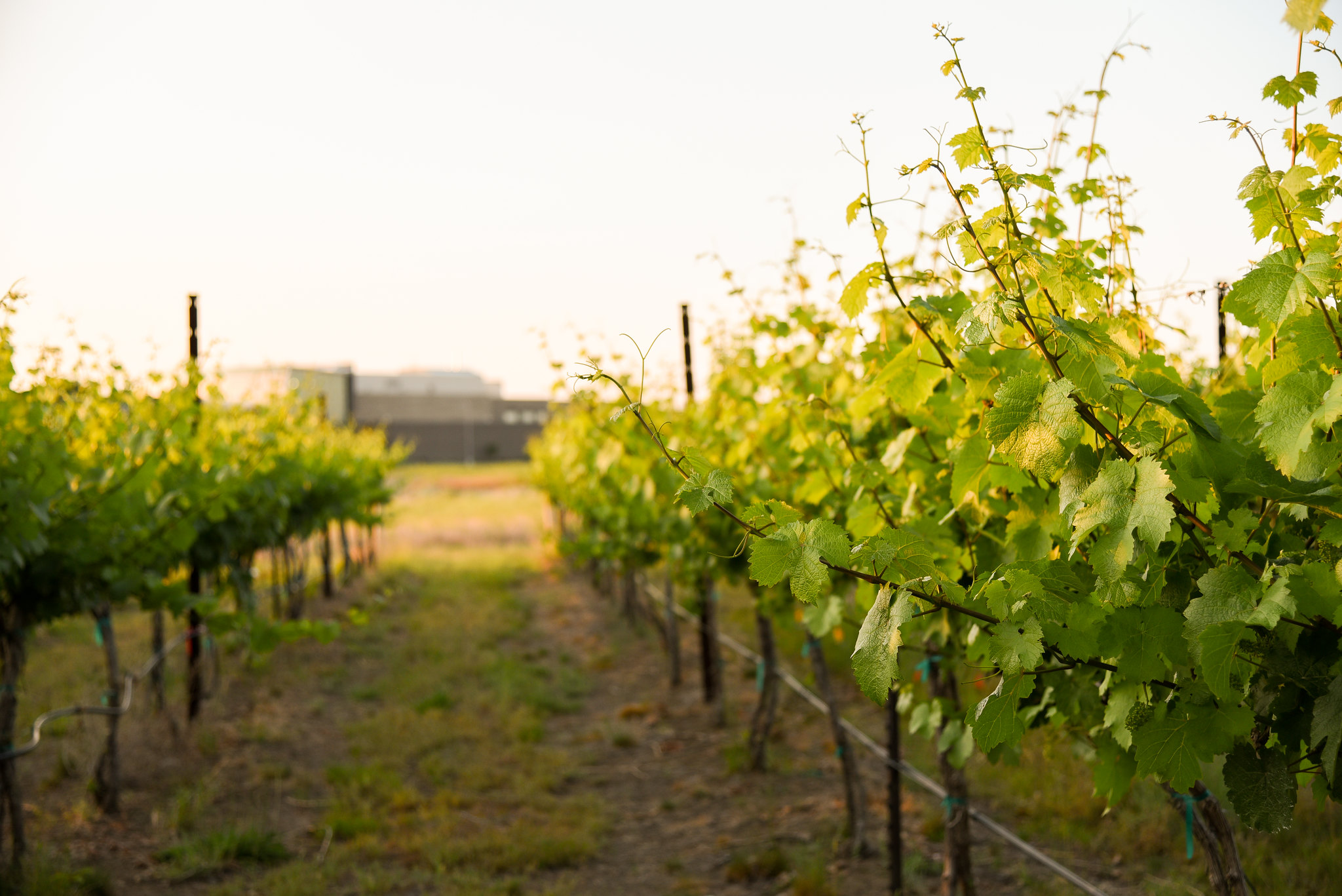 Rows of leaves in a vineyard with the WSU Wine Science Center in the background.