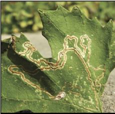 Leafminer feeding results in track-like patterns across leaf surfaces. The tracks are typically brown or beige, and are a result of dying leaf tissue. 