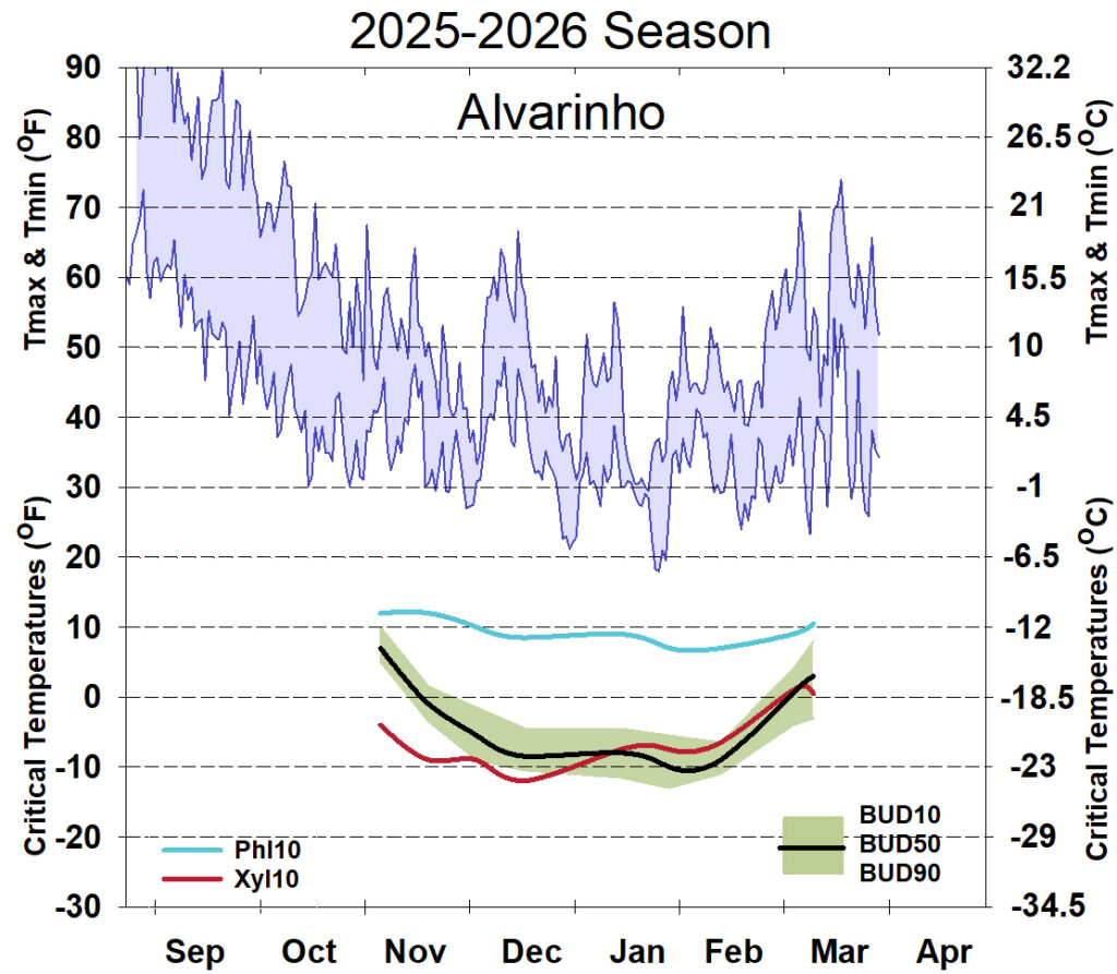 Graph showing winter daytime high and low temperatures, followed by how bud cold hardiness for Alvarinho grapevines is responding to that temperature for September 2025-April 2026. See description below for details.