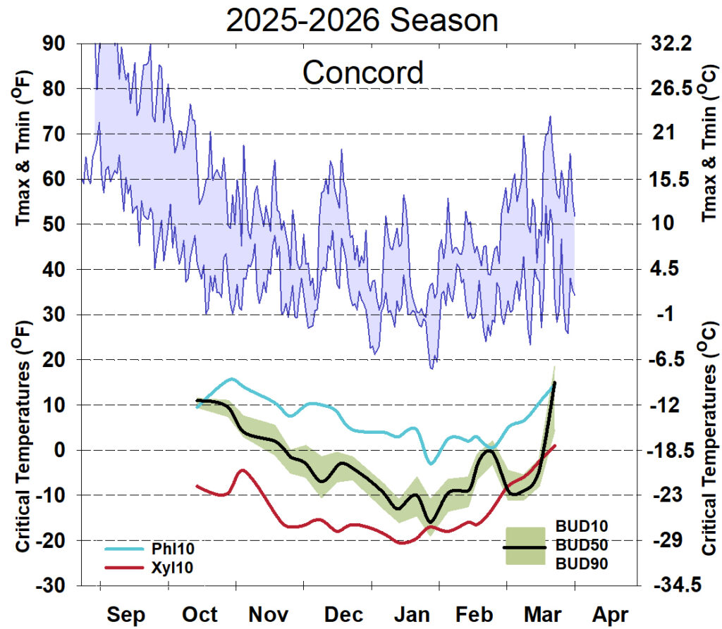 Graph showing winter daytime high and low temperatures, followed by how bud cold hardiness for Concord grapevines is responding to that temperature for September 2025-April 2026. See description below for details.