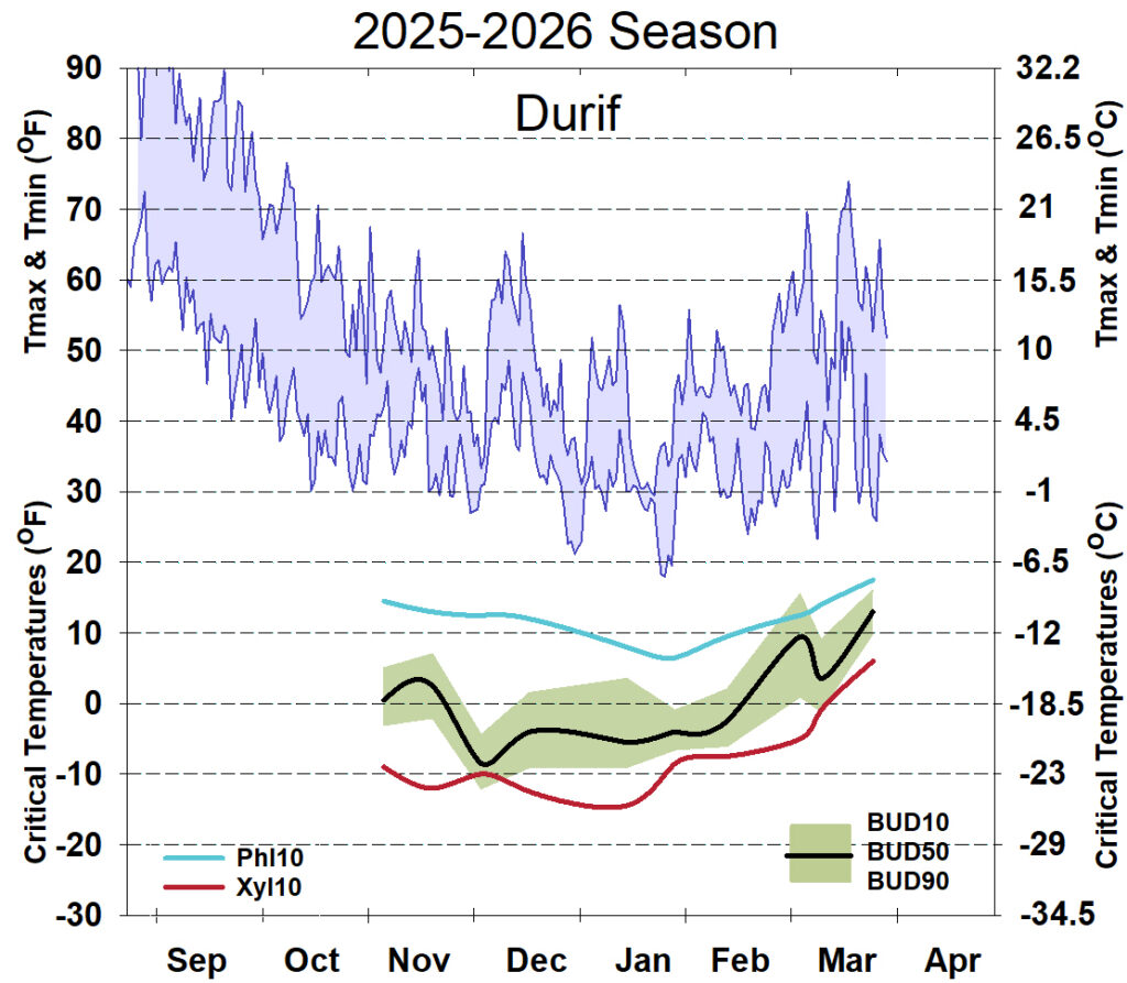 Graph showing winter daytime high and low temperatures, followed by how bud cold hardiness for Durif grapevines is responding to that temperature for September 2025-April 2026. See description below for details.