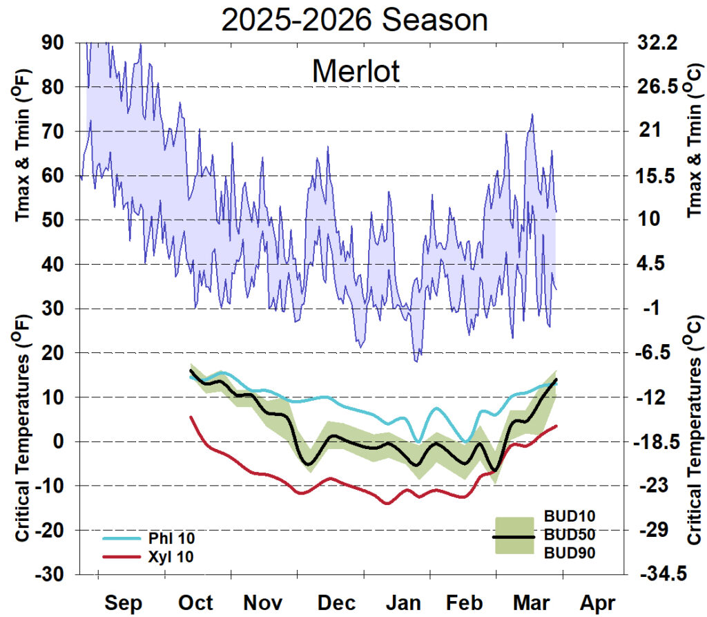 Graph showing winter daytime high and low temperatures, followed by how bud cold hardiness for Merlot grapevines is responding to that temperature for September 2025-April 2026. See description below for details.