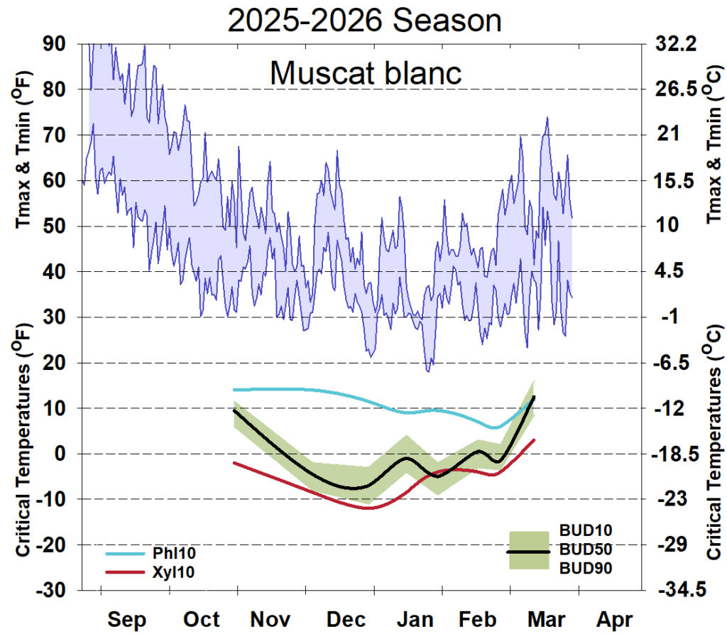 Graph showing winter daytime high and low temperatures, followed by how bud cold hardiness for Muscat Blanc grapevines is responding to that temperature for September 2025-April 2026. See description below for details.