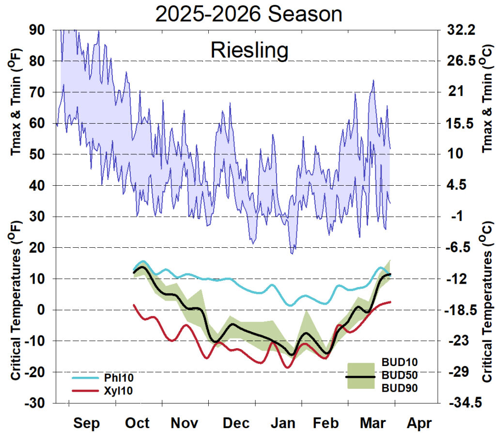 Graph showing winter daytime high and low temperatures, followed by how bud cold hardiness for Riesling grapevines is responding to that temperature for September 2025-April 2026. See description below for details.