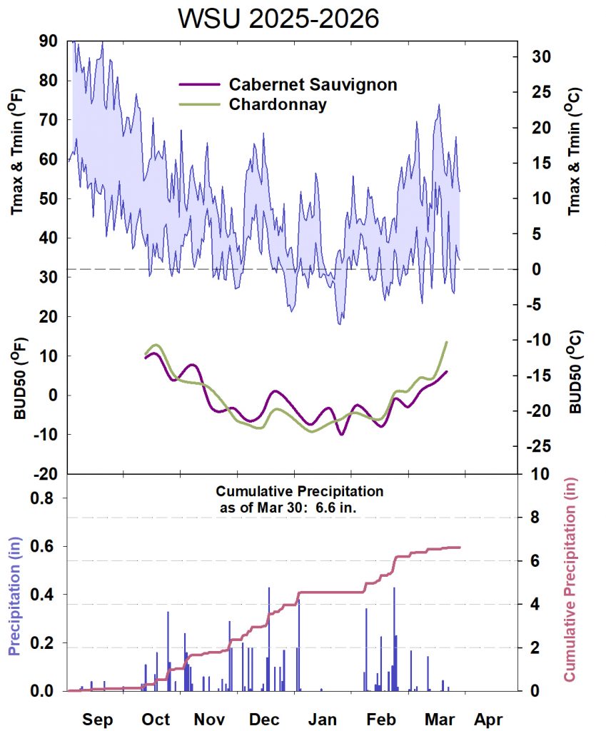 Graph showing winter daytime high and low temperatures, followed by how bud cold hardiness for selected grapevines is responding to that temperature for September 2025-April 2026. See description below for details.