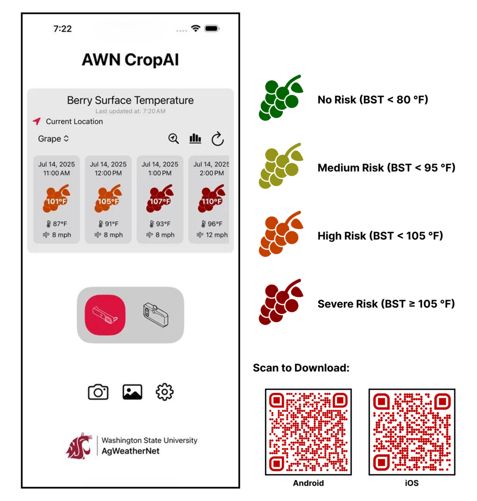 Screenshot of the AWN CropAI mobile app interface for grape berry surface temperature forecasting. To the right, a legend defines the heat risk color code from green (No Risk, under 80°F) to red (Severe Risk, 105°F or greater), followed by QR codes for Android and iOS app downloads.