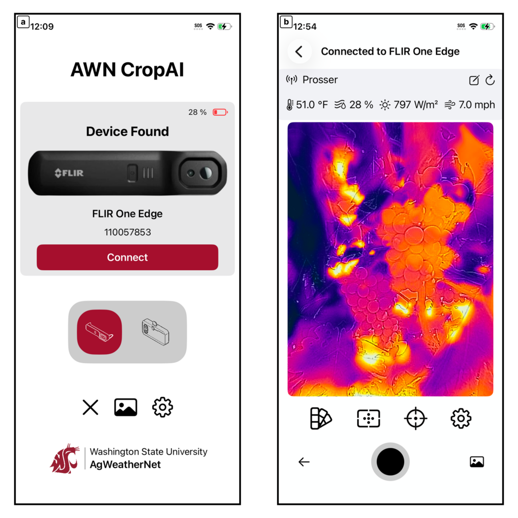 Two screenshots of the AWN CropAI mobile application interface. The screen on the left shows the successful pairing of a wireless FLIR One Edge thermal camera. The screen on the right displays the live thermal image of several grape bunches, alongside real-time weather data.