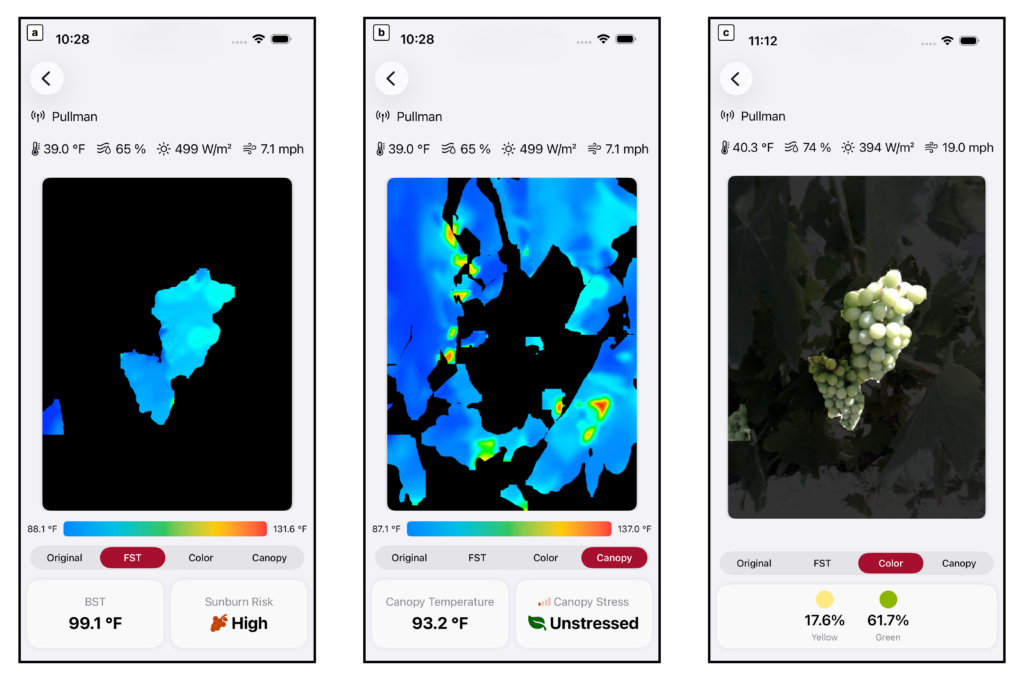 Three screenshots from the AWN CropAI app showcasing different results modes: "FST" displaying fruit surface temperature and sunburn risk, "Canopy" showing canopy temperature and stress levels, and "Color" providing a percentage breakdown of quantified grape colors.