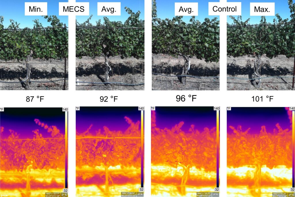 a multi-panel image showing a grapevine in the top row, and its associated heat signature in the bottom row.  The images on the left show that mechanical cooling is able to keep the temperature and heat signature of vines low, where vines without mechanical cooling (right) stay very warm