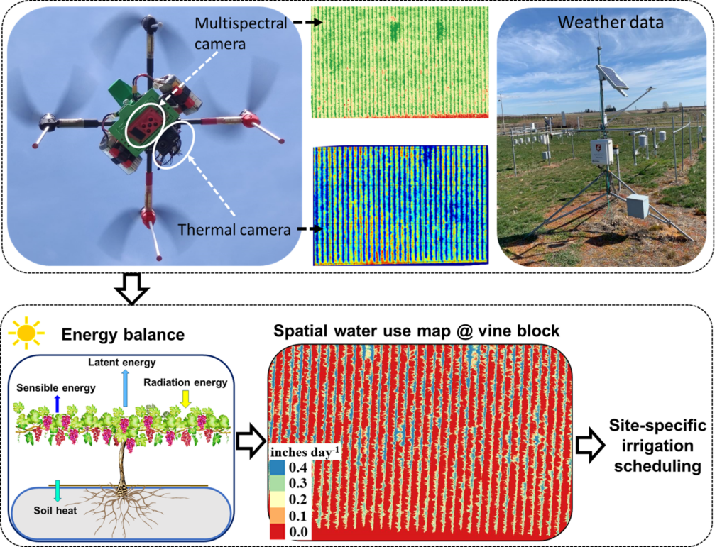 A logic schematic showing the workflow from using a drone with a thermal and multispectral camera, how it can capture vineyard image data, and couple that with weather station information to help explain vine energy balance and how that can be used to develop spatial maps of water needs in a vineyard block. 

