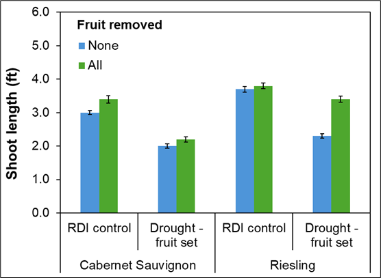 A comparison of shoot length between different irrigation treatments when fruit was or wasn't removed. Shoots were longer in RDI treatments relative to drought treatments for both Cabernet Sauvignon and Riesling. Removing fruit also resulted in longer shoots. 