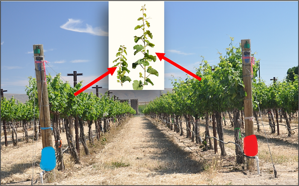 Looking down two vineyard rows, where the row on the left has shorter shoots because it did not receive a water recovery treatment. The row on the right did receive a recovery treatment and has longer shoots. An inset image has two shoots next to each other, one that is shorter, one that is longer. 