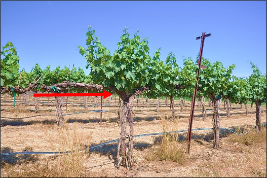 A vine where half of the canopy is missing due to cordon dieback, likely a result of severe water stress. 