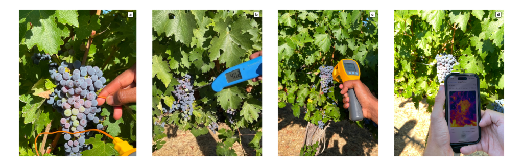 A four-panel collage illustrates different methods for measuring the temperature of grape clusters in a sunny vineyard. The first three panels show hands using contact probes and a non-contact infrared gun, while the last panel shows a thermal image on a smartphone.