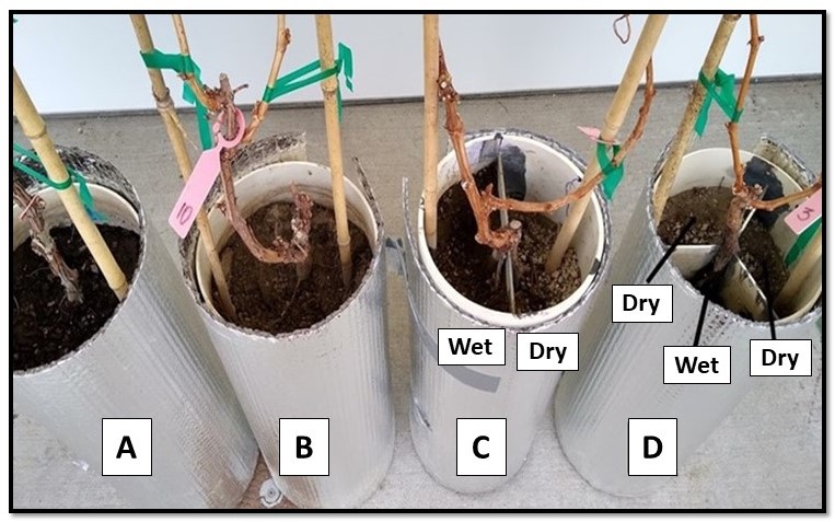 Grapevines grown in pots, where the pots are divided into 1, 2 or 3 compartments. Roots of the vines are in different compartments, and the compartments are labeled as "wet" or "dry". 