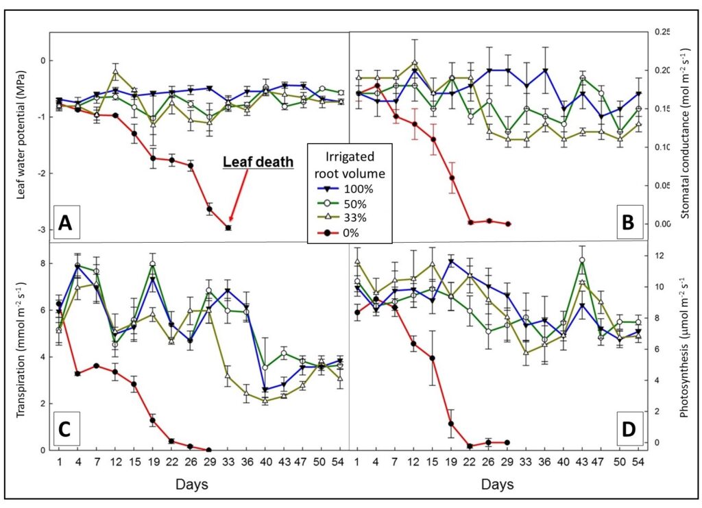 Line graphs with midday leaf water potential stomatal conductance, transpiration and photosynthesis plotted overtime  Vines with 33,50, or 100% irrigation had higher values across all categories than vines that received no water. 