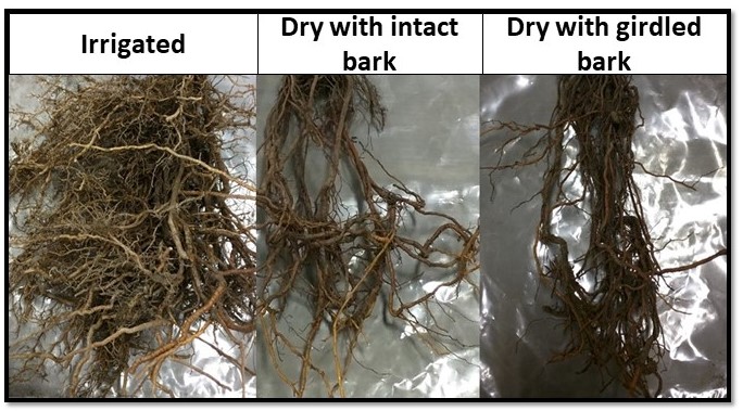 Three grapevine root systems with decreasing mass from irrigated vines, to dry with intact bark, to dry with girdled bark. 