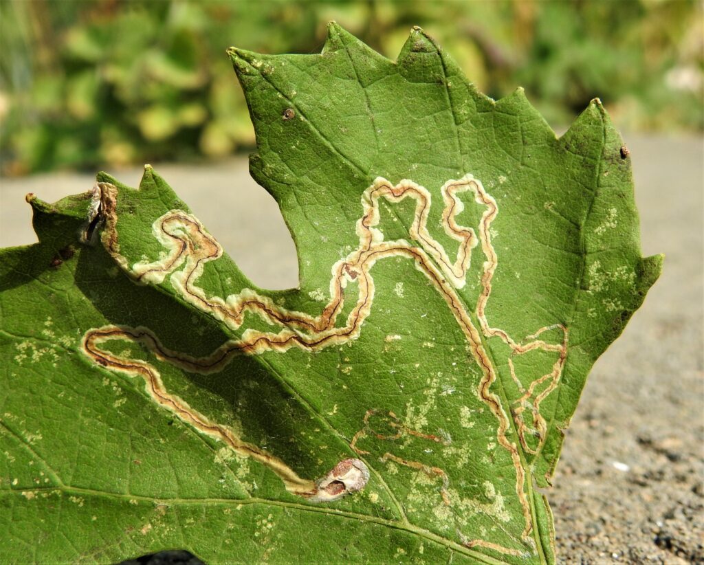 brown dead tracks randomly covering a green grape leaf. 