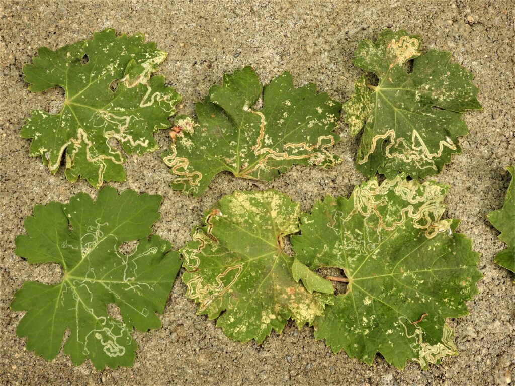 multiple leaves with brown and beige tracks randomly covering their surface