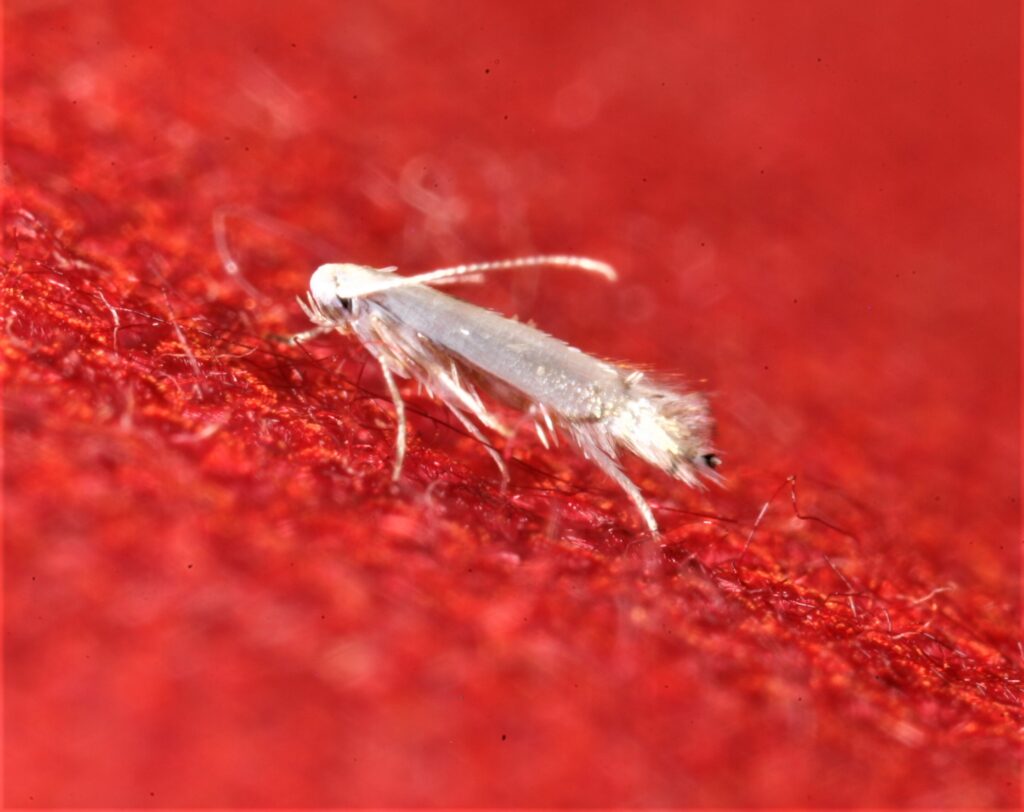 a small, white feathery-looking insect on a red background