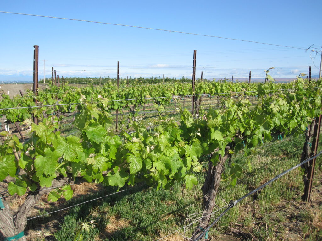 A grapevine vineyard where the grapevine shoots are only about 12 inches long.