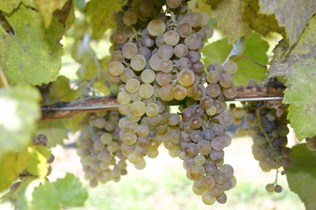 A green grape cluster covered in greyish white mold.