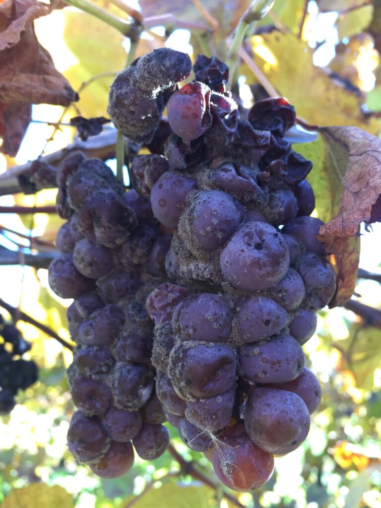 a purple grape cluster with grey fuzzy mold