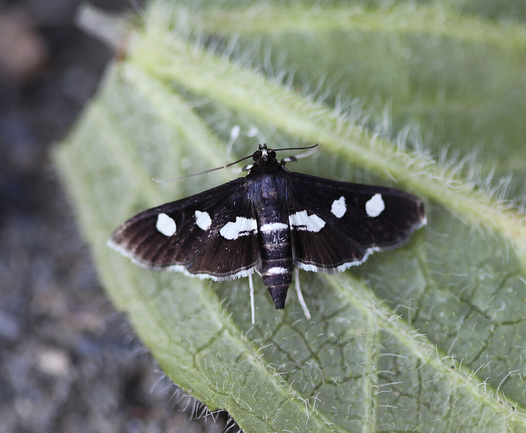 A black moth with white spots on a green leave.