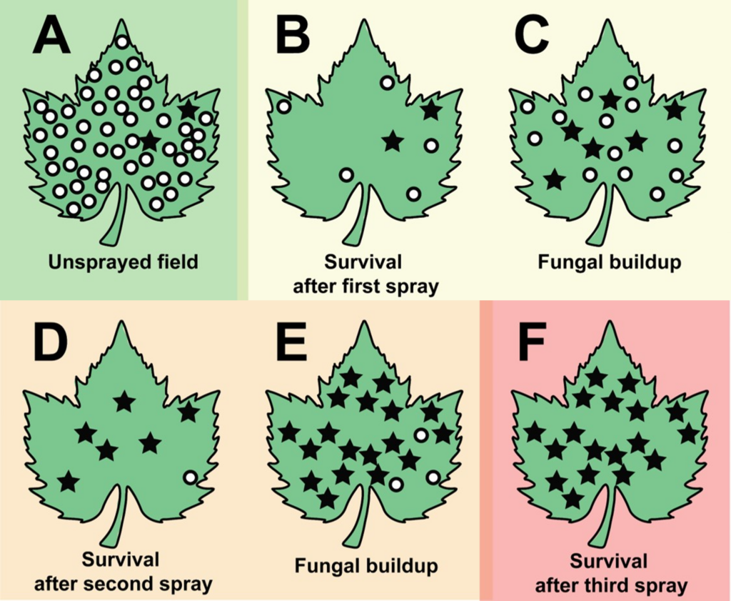 A series of cartoon leaves showing how fungicide resistance is selected in a pathogen population over time. In an unsprayed vineyard, there is a mix if resistant and sensitive individuals. After the first spray, the resistant individuals survive, along with a few of the sensitive ones, and the population builds. After a second spray, more resistant individuals survive, and fewer sensitive ones remain. The population builds. After a third spray, all remaining individuals are resistant.