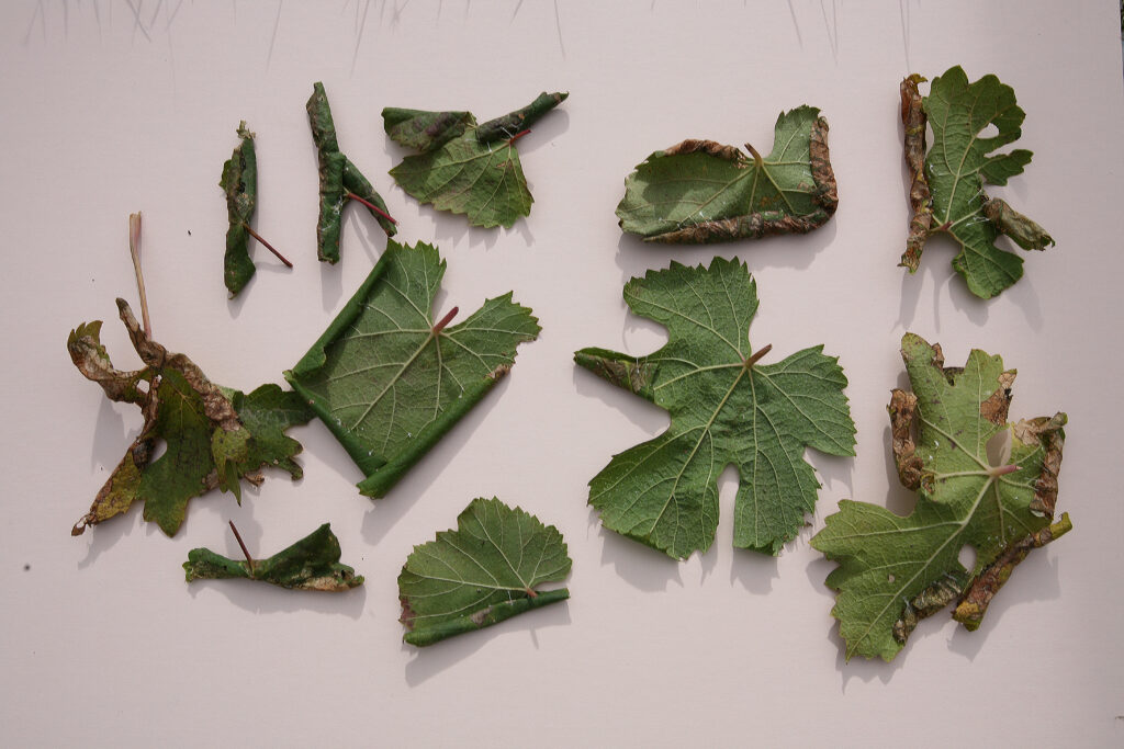 Grape leaves at various stages of rolling - many look like rolled cigarettes.