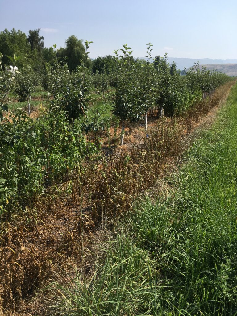 A small orchard where the under-tree weeds are dead and brown.