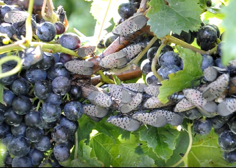 Beige-and-spotted flying insects completely covering a grapevine shoot