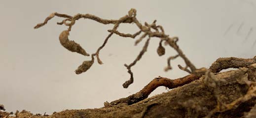 A grapevine root with swollen root tips.