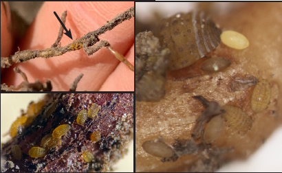 A 3-part image panel. The top left shows a grapevine root with small yellow phylloxera on it, and a hand in the background for size scale. The bottom left show the yellow phylloxera up-close, and the right images shows the phylloxera further magnified, where adults and eggs are visible. Adults are oval shaped, and eggs are bright yellow football shaped.