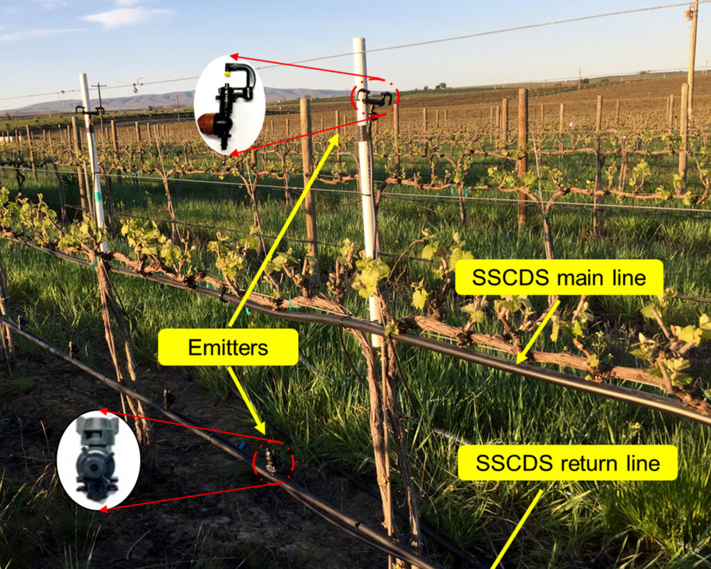 A vineyard with image overlays showing that emitters were placed above and blow the canopy, and that SSCDS main and return water lines were within and below the canopy.