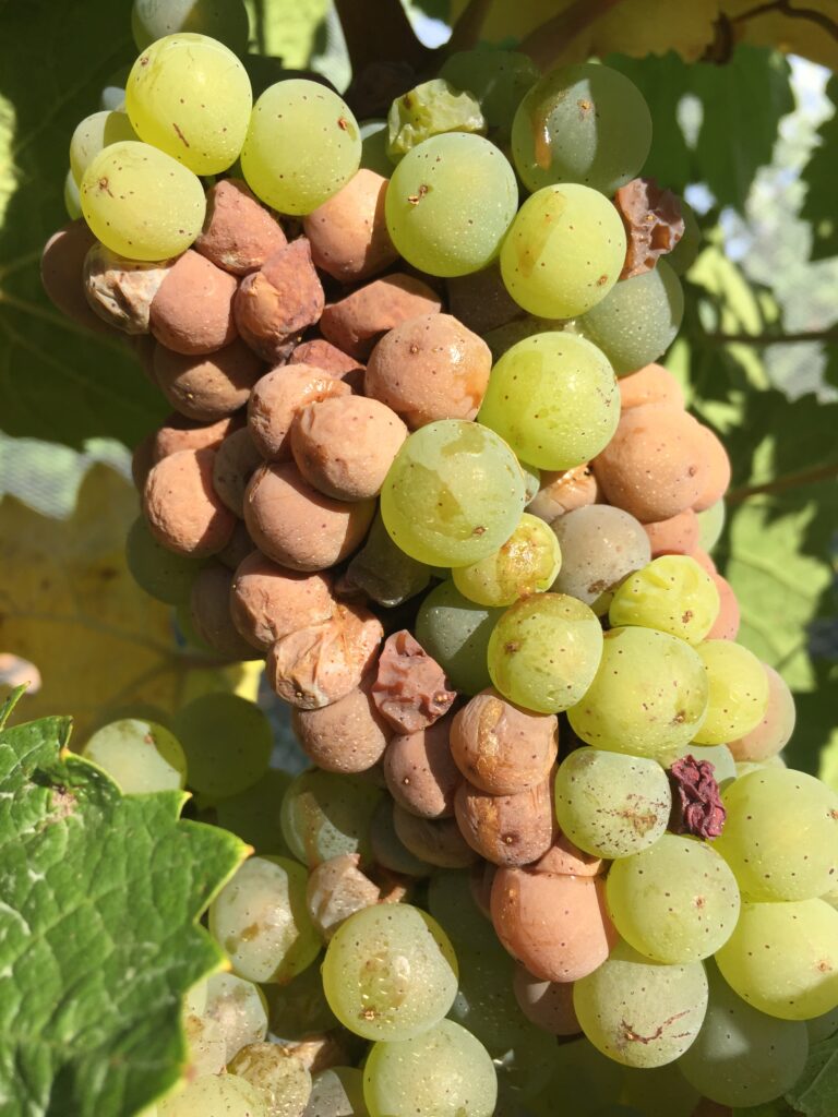 a green grape clusters with brown, oozing berries.