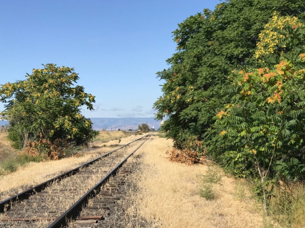 Railroad tracks with trees on either side.