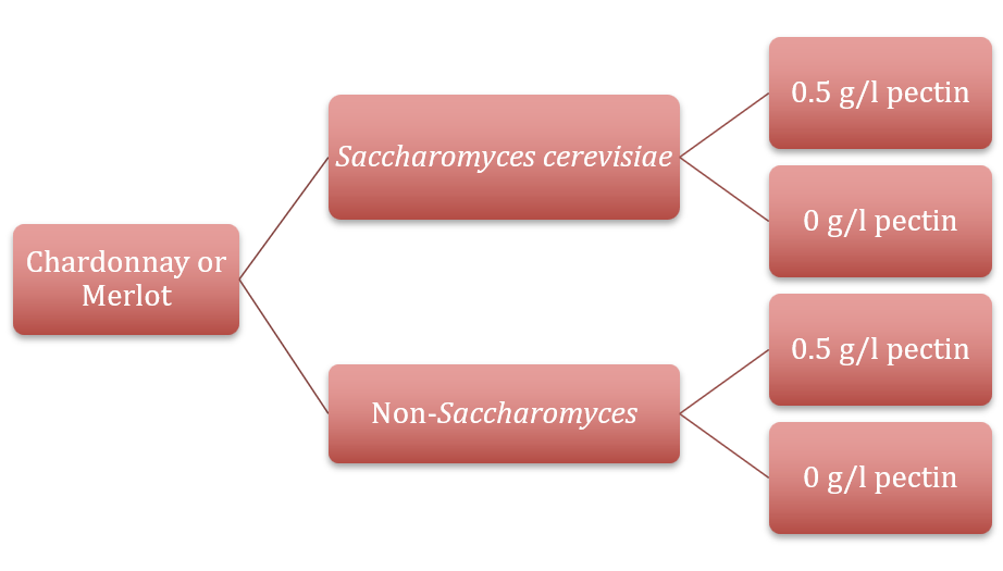 A concept graph showing that the experiment was with Chardonnay or Merlot Grapes, fermented with Saccharomyces or non-Saccharomyces yeasts, amended with either 0.5 or 1 g of pectin per liter juice.