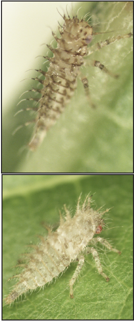 small, hairy white insects on a grape leaf surface.