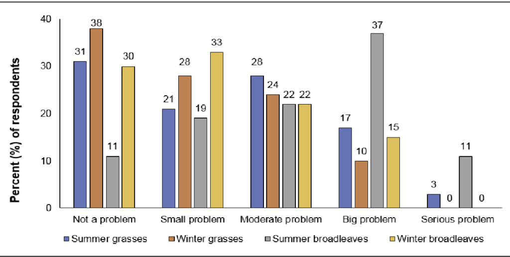 A chart showing how much growers rated grasses and broadleaves as problems or not. In general, summer broadleaves and winter broadleaves were big or serious problems, whereas summer and winter grasses were often rated as not a problem or small problem.