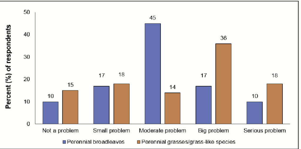 A graph showing that most grape growers rated perennial grasses as big or serious probems, and perennial broadleaves as moderate problems.