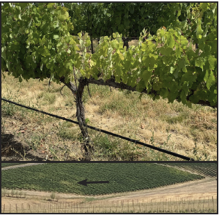 Two images, where the top image is a close-up of a grapevine that has very short shoots and a yellowing canopy. The bottom image is of a vineyard from a distance, where the classic green growth is disrupted by a pocket of grapevines that have smaller, yellow canopies.