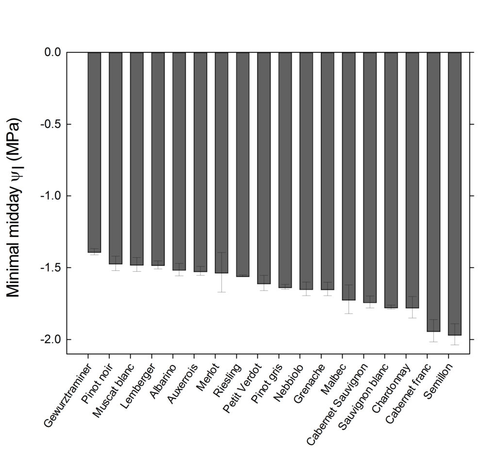 A bar graph, showing varieties with low minimal midday water potential (Gewurztraminer at -1.4 MPa) to those with high water potential (Semillion, 1.9 MPa).