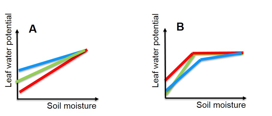 A concept graph showing two different response groups of grapevines. First, some grapevines have a linear increase in leaf water potential with increasing soil moisture, where others have an increase to a certain point, and then become non-responsive.