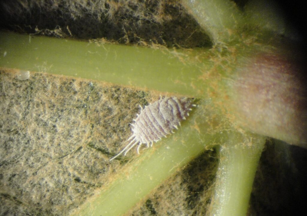 A white insect on the underside of a leaf