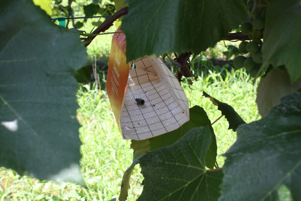 a red delta sticky trap with a rubber lure hanging in a grapevine canopy