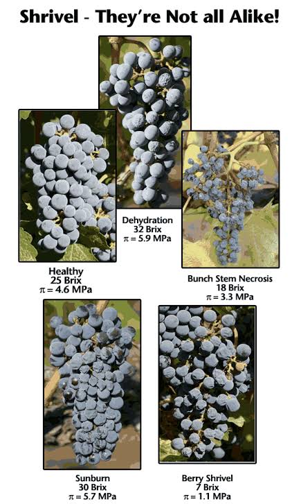 5 grapevine clusters showing various states of shrivel related to dehyrdation, bunch stem necrosis, sunburn and shrivel