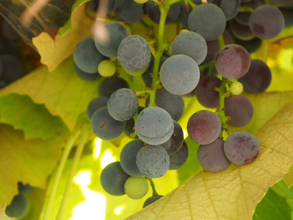 Shriveled Concord berries that look like small dimpled golf balls