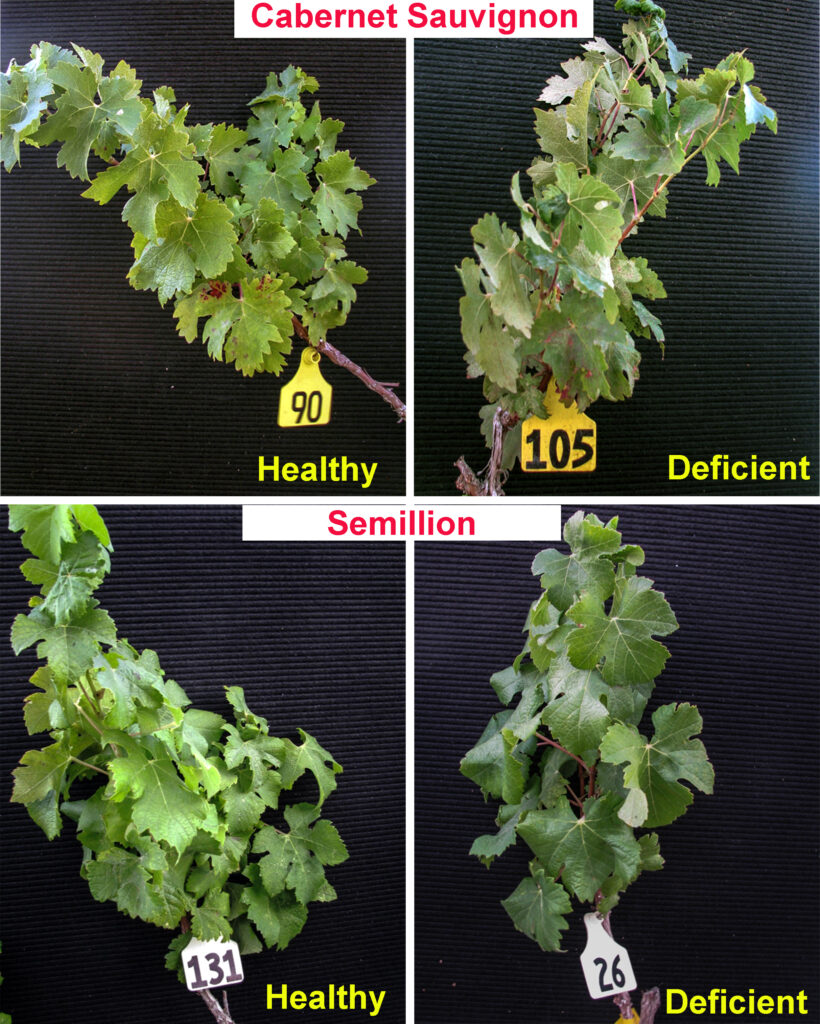 A four-panel figure showing healthy Cabernet Sauvignon and Semillon grapevines, and ones with phosophorus deficiency, where the leaves are darker-than-normal green.